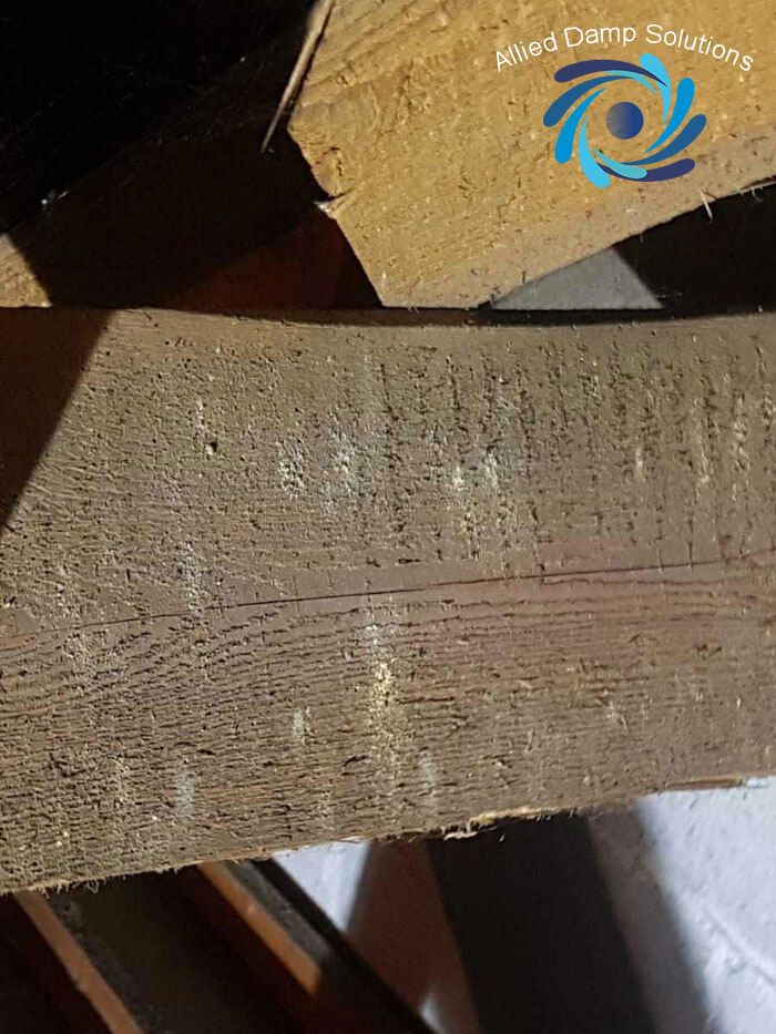 Active woodworm attic attack