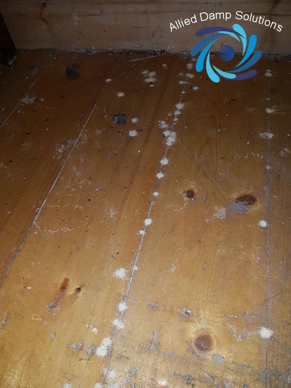 Woodworm Example 3