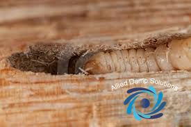 Wood Worm In Floorboards