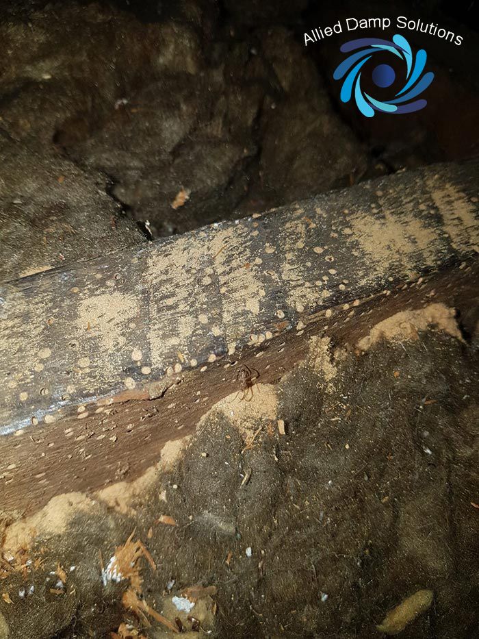 Allied Damp Solutions