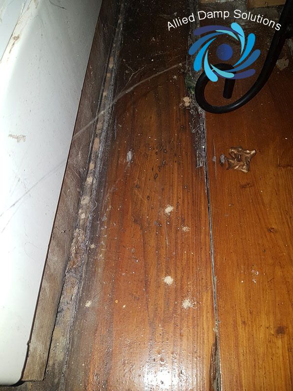 Woodworm Example 2