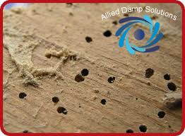 Woodworm Treatment 