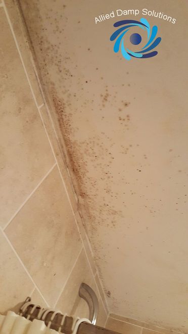 Mould in Tiles and Ceiling