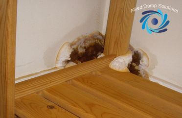 Dry Rot Fruiting Body
