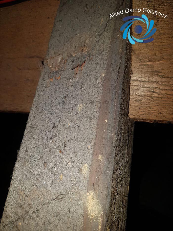 Allied Damp Solutions