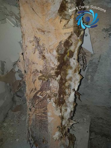 Decaying Timber Due To Dry Rot Outbreak 