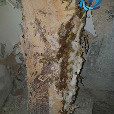 Decaying Timber Due To Dry Rot Outbreak 