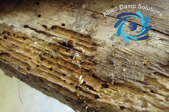 Woodworm