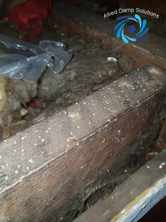 Allied Damp Solutions