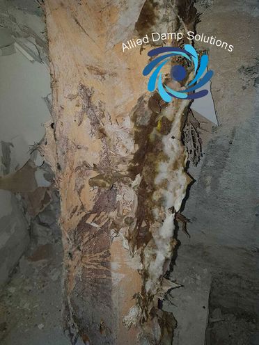 Decaying Timber Due To Dry Rot Outbreak