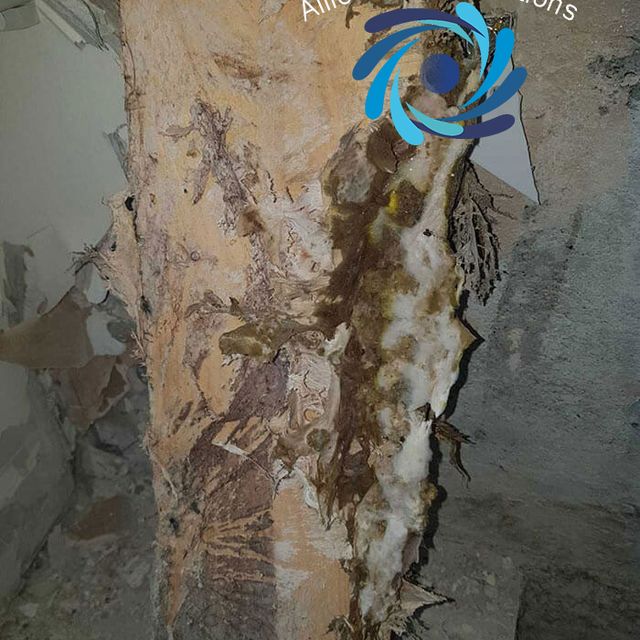 Decaying Timber Due To Dry Rot Outbreak