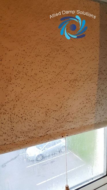 Mould on Blinds