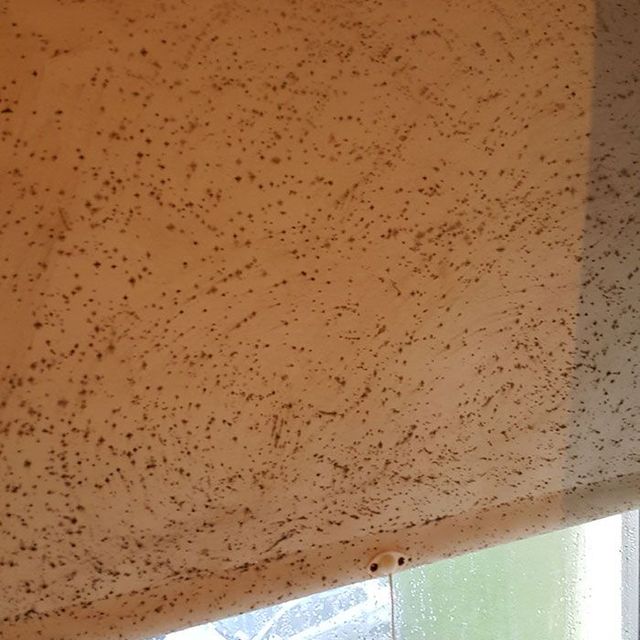 Mould On Blinds