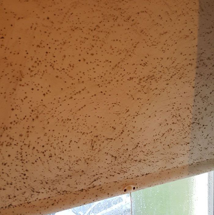 Mould on Blinds