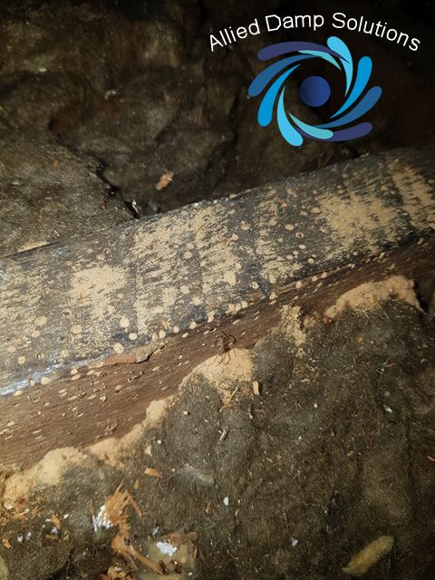 Woodworm Treatment Dublin Allied Damp Solutions Woodworm Treatment Dublin Allied Damp Solutions