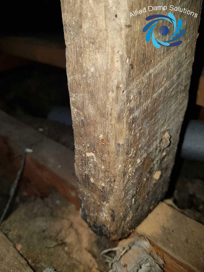 Active woodworm attack 