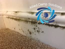 Mould on Skirting Board