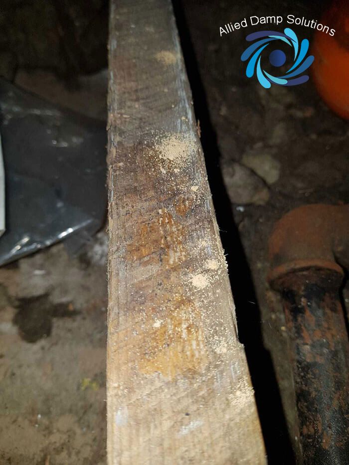 Woodworm in an attic 
