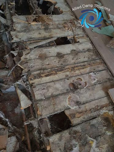 Dry Rot Dammage